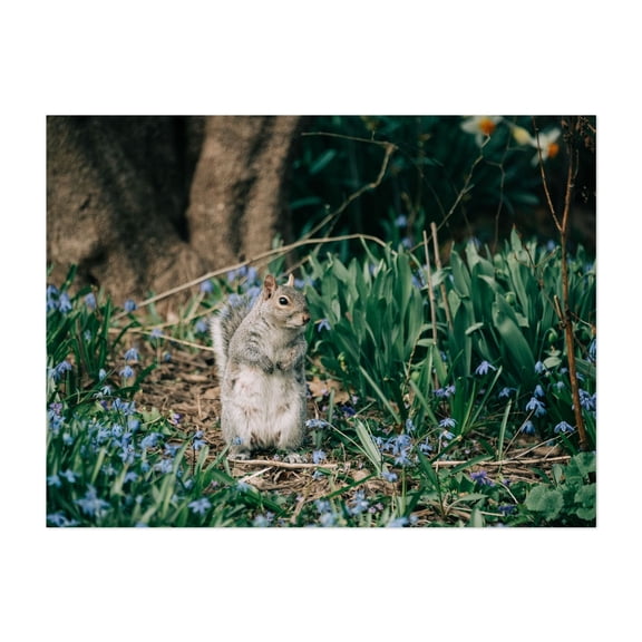 Squirrel, Central Park - Manhattan New York Photography Nature Forest Floral Wildlife Scenic Unframed Wall Art Print 5 x 7 inches