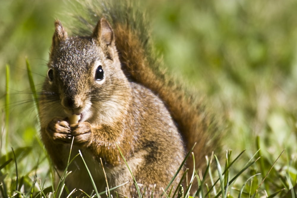 Squirrel Eating A Nut Canvas Art - Steve Nagy Design Pics (17 x 11)