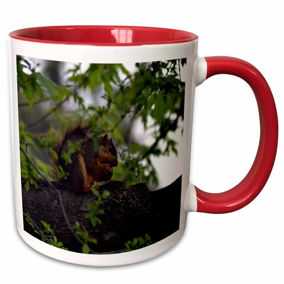 3drose, Squirrel Eating Nut Squirrel in Tree, 11oz Two-tone Red Mug