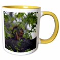 thumbnail image 1 of 3drose, Squirrel Eating Nut Squirrel in Tree, 11oz Two-tone Yellow Mug, 1 of 6