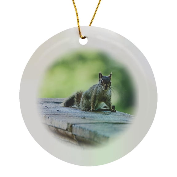 3drose, Squirrel Looking at the Camera, Circle Porcelain Ornament