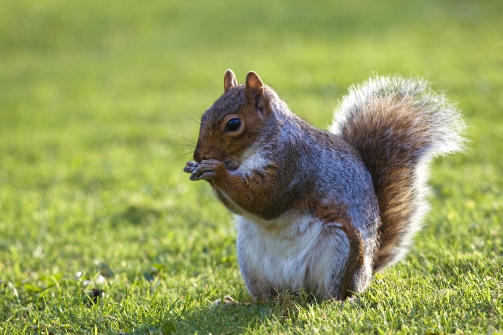 Squirrel On Grass Canvas Art - John Short Design Pics (17 x 11)