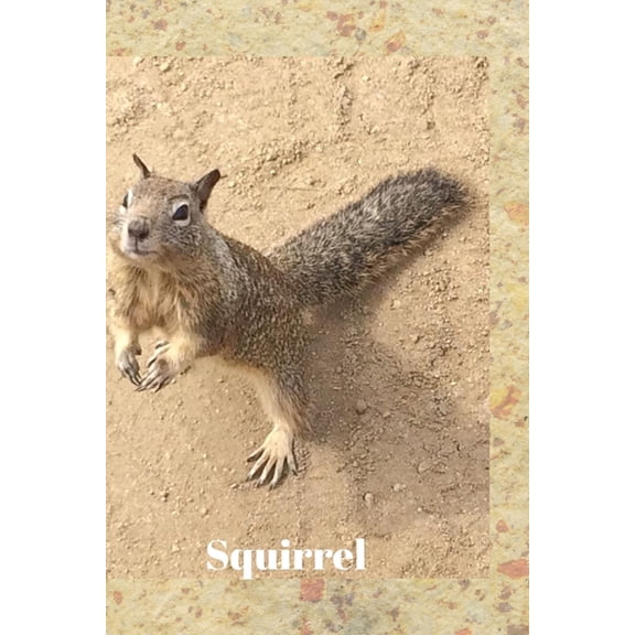 Squirrel (Paperback)