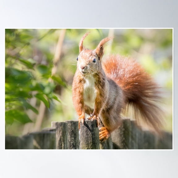 Squirrel Poster Wall Art, Modern Wall Decor, 12x18 UNFRAMED