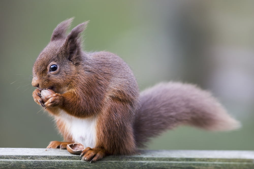 Squirrel eating an acorn Cumbria England Canvas Art - John Short Design Pics (19 x 12)