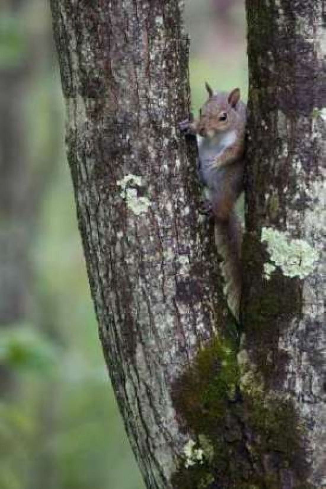 Squirreling Around Canvas Art - Susann Parker (24 x 36)