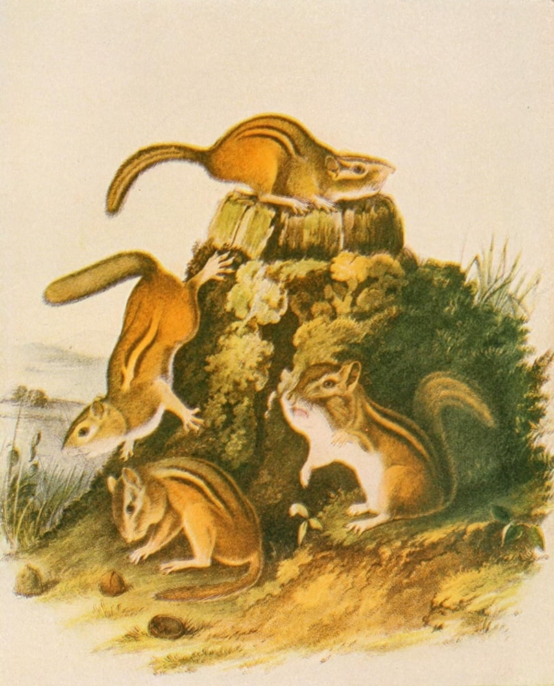 Squirrels & other Fur-bearers 1900 Chipmunk Canvas Art - JJ Audubon (24 x 36)