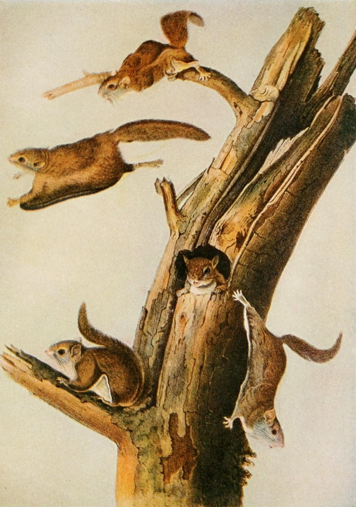 Squirrels & other Fur-bearers 1900 Flying Squirrels Canvas Art - JJ Audubon (24 x 36)
