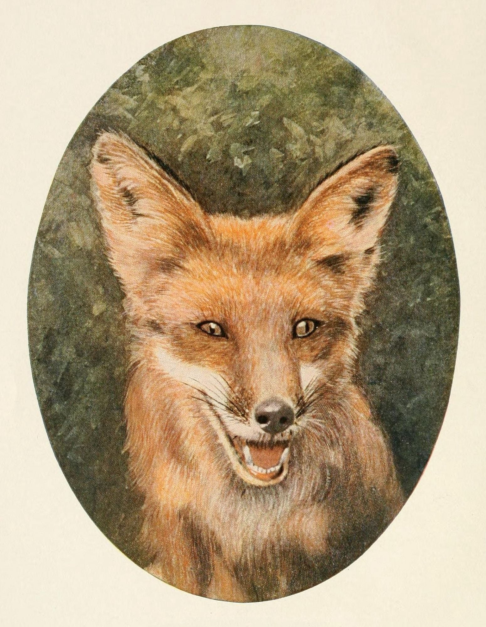 Squirrels & other Fur-bearers 1900 Fox Canvas Art - Unknown (18 x 24)