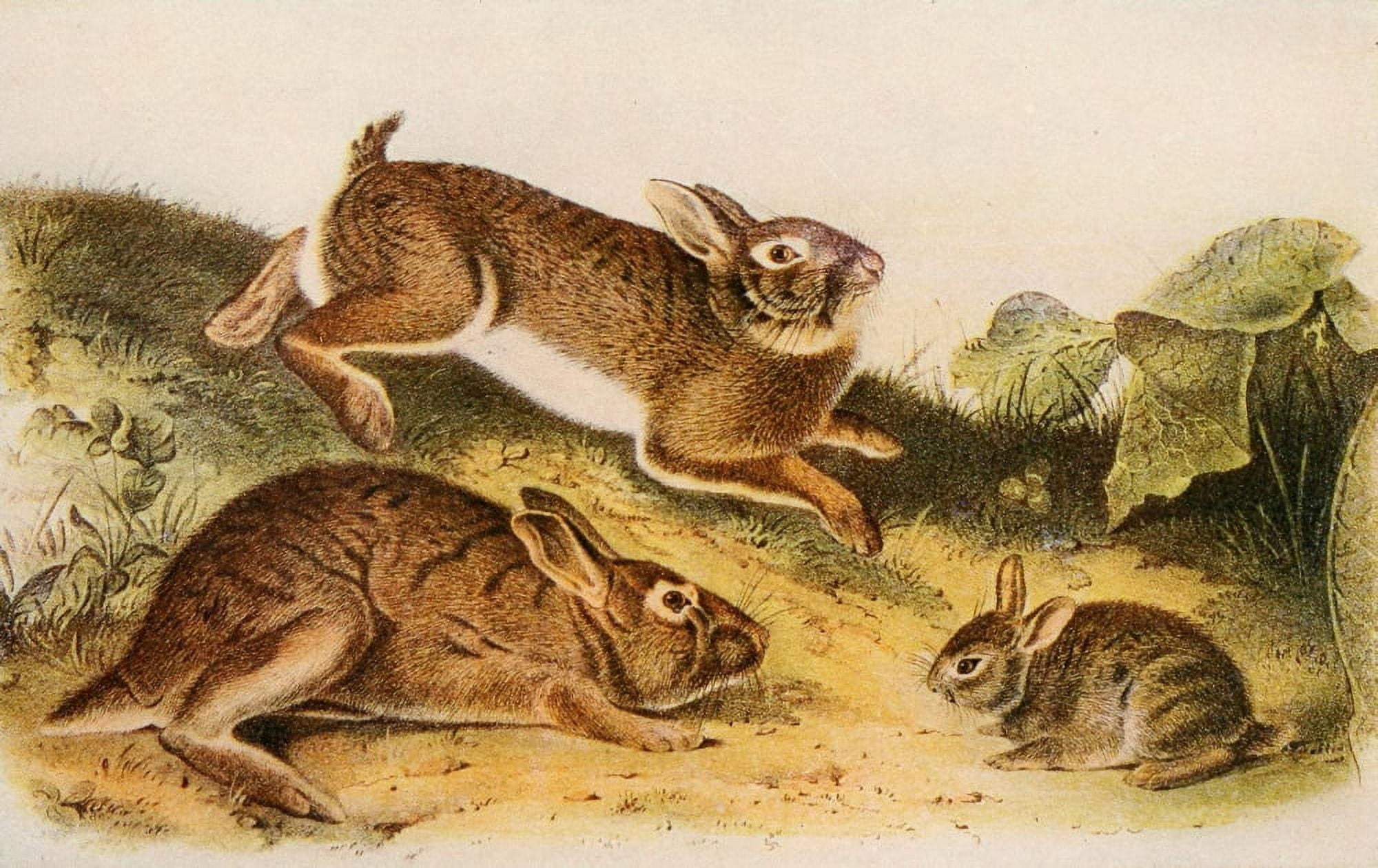 Squirrels & other Fur-bearers 1900 Gray Rabbit Canvas Art - JJ Audubon (24 x 36)