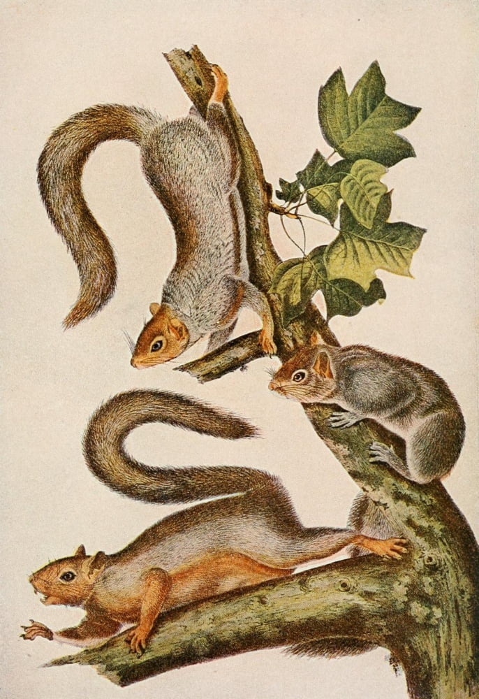 Squirrels & other Fur-bearers 1900 Gray Squirrel Canvas Art - JJ Audubon (18 x 24)