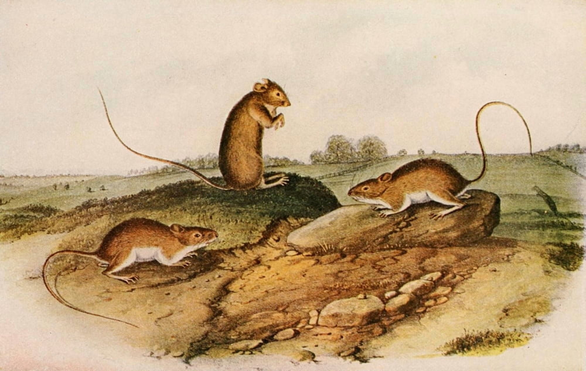 Squirrels & other Fur-bearers 1900 Jumping Mouse Canvas Art - JJ Audubon (18 x 24)