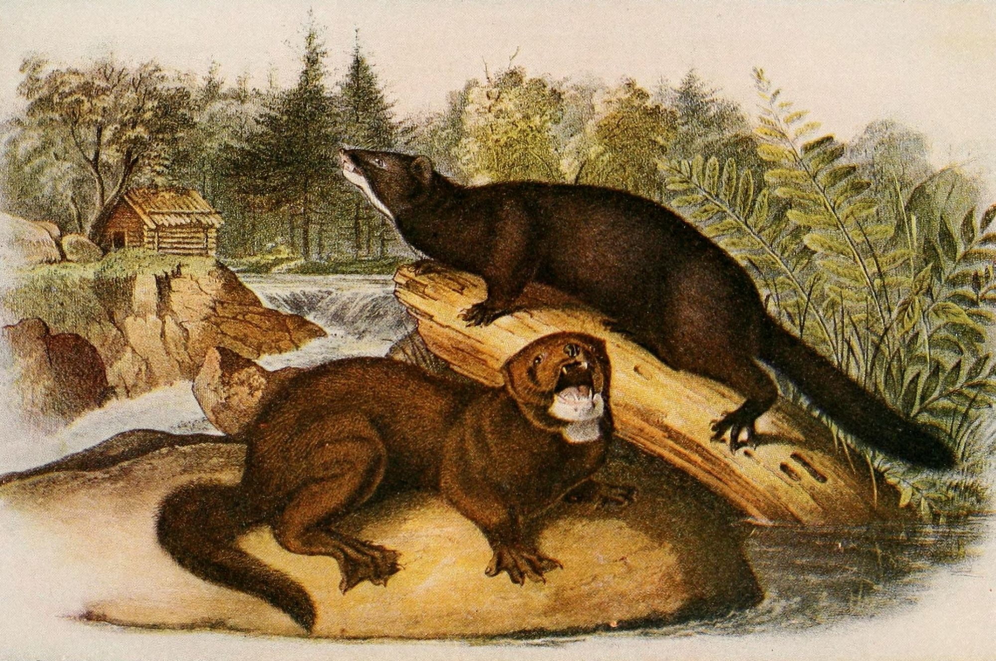 Squirrels & other Fur-bearers 1900 Mink Canvas Art - JJ Audubon (18 x 24)