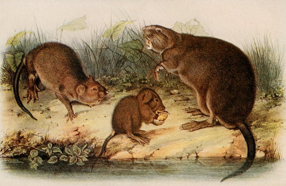 Squirrels & other Fur-bearers 1900 Muskrat Canvas Art - JJ Audubon (18 x 24)