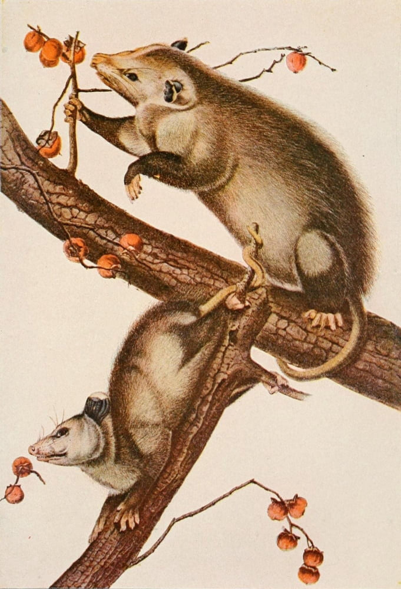 Squirrels & other Fur-bearers 1900 Opossum Canvas Art - JJ Audubon (18 x 24)