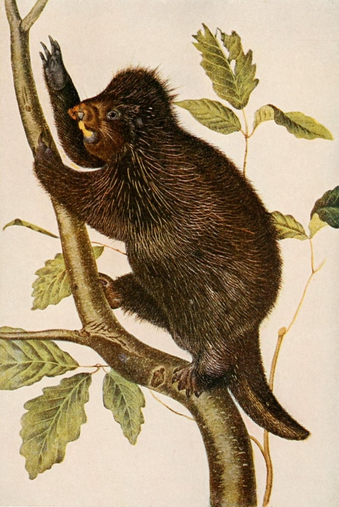 Squirrels & other Fur-bearers 1900 Porcupine Canvas Art - JJ Audubon (24 x 36)