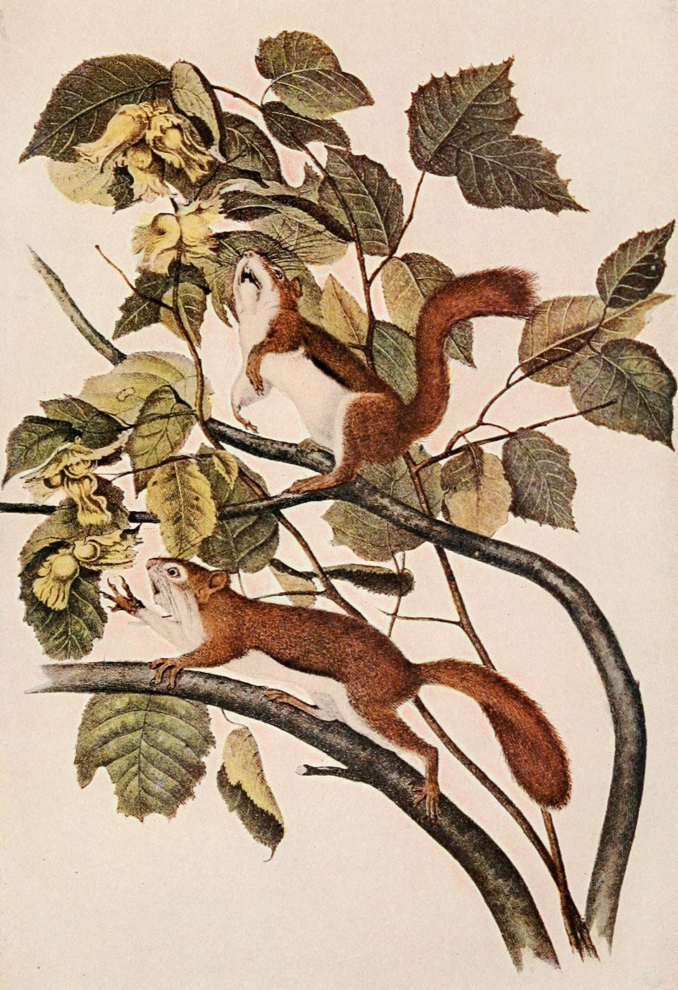 Squirrels & other Fur-bearers 1900 Red Squirrel Canvas Art - JJ Audubon (18 x 24)