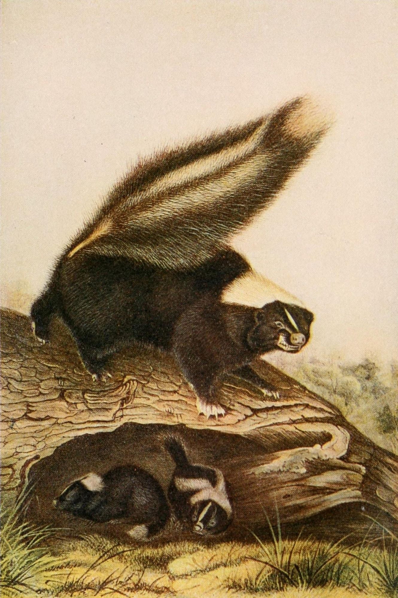 Squirrels & other Fur-bearers 1900 Skunk Canvas Art - JJ Audubon (18 x 24)