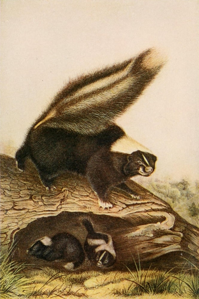 Squirrels & other Fur-bearers 1900 Skunk Canvas Art - JJ Audubon (24 x 36)