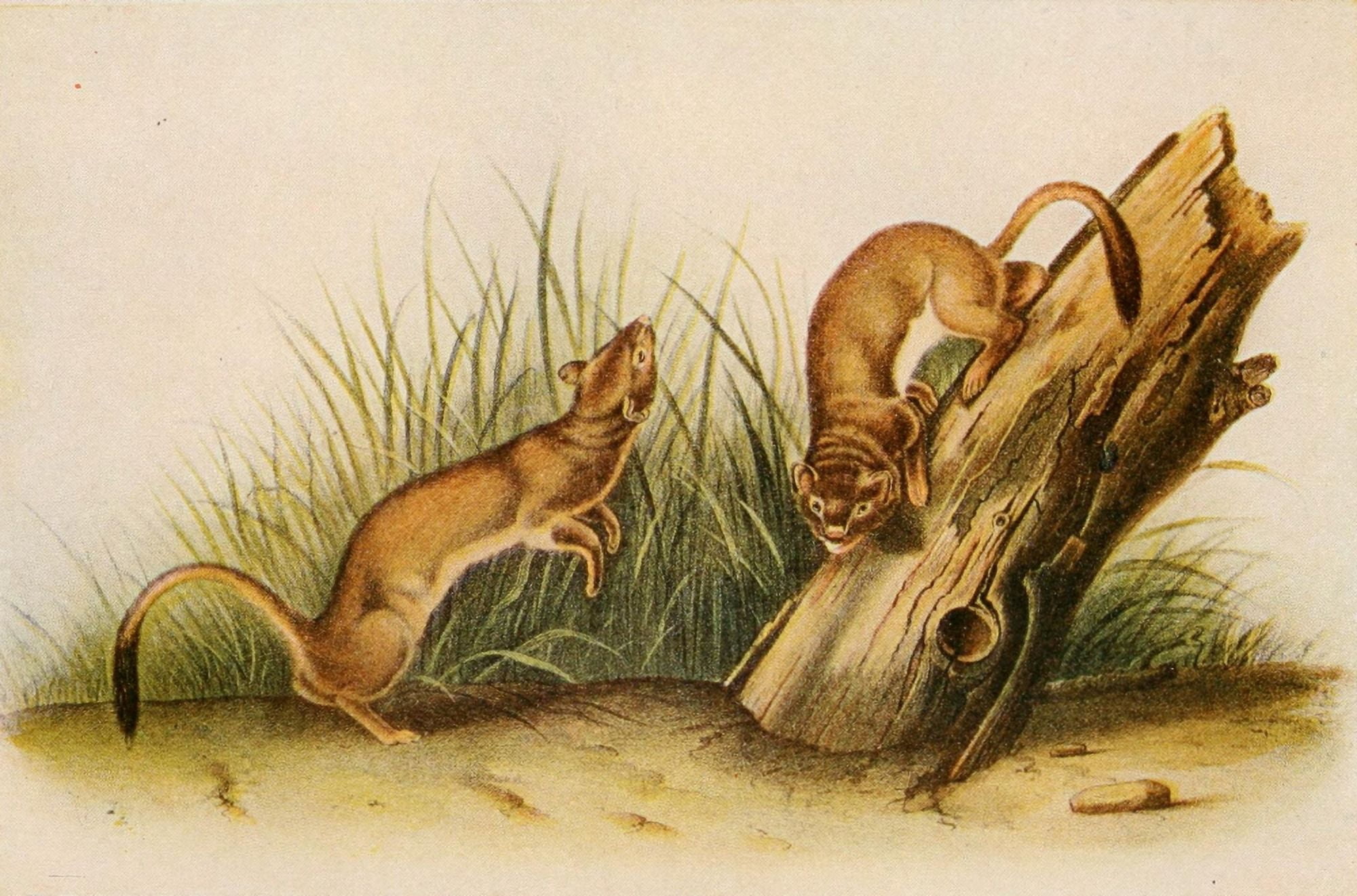 Squirrels & other Fur-bearers 1900 Weasel Canvas Art - JJ Audubon (18 x 24)