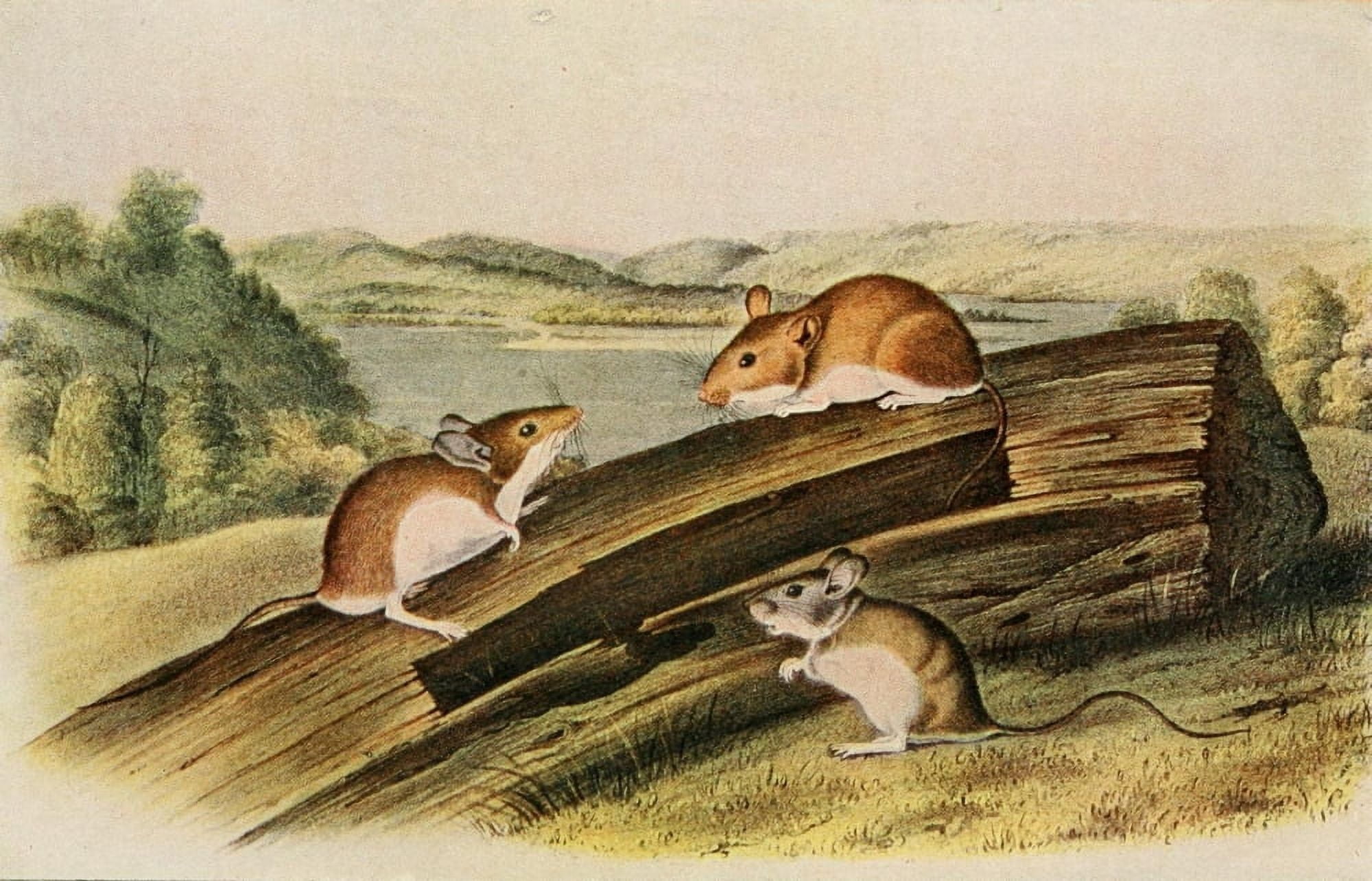 Squirrels & other Fur-bearers 1900 White-footed mouse Canvas Art - JJ Audubon (24 x 36)