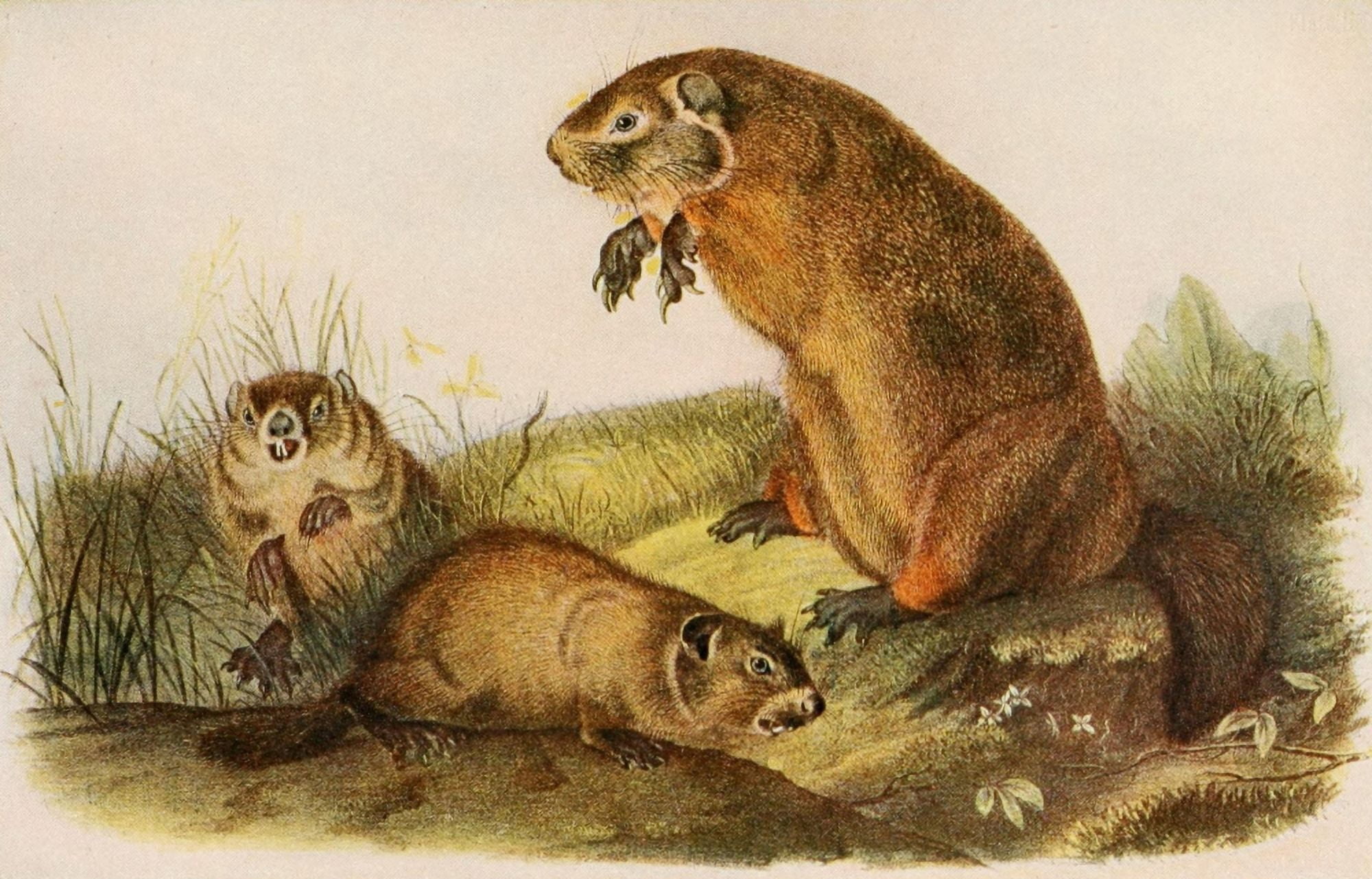 Squirrels & other Fur-bearers 1900 Woodchuck Canvas Art - JJ Audubon (24 x 36)