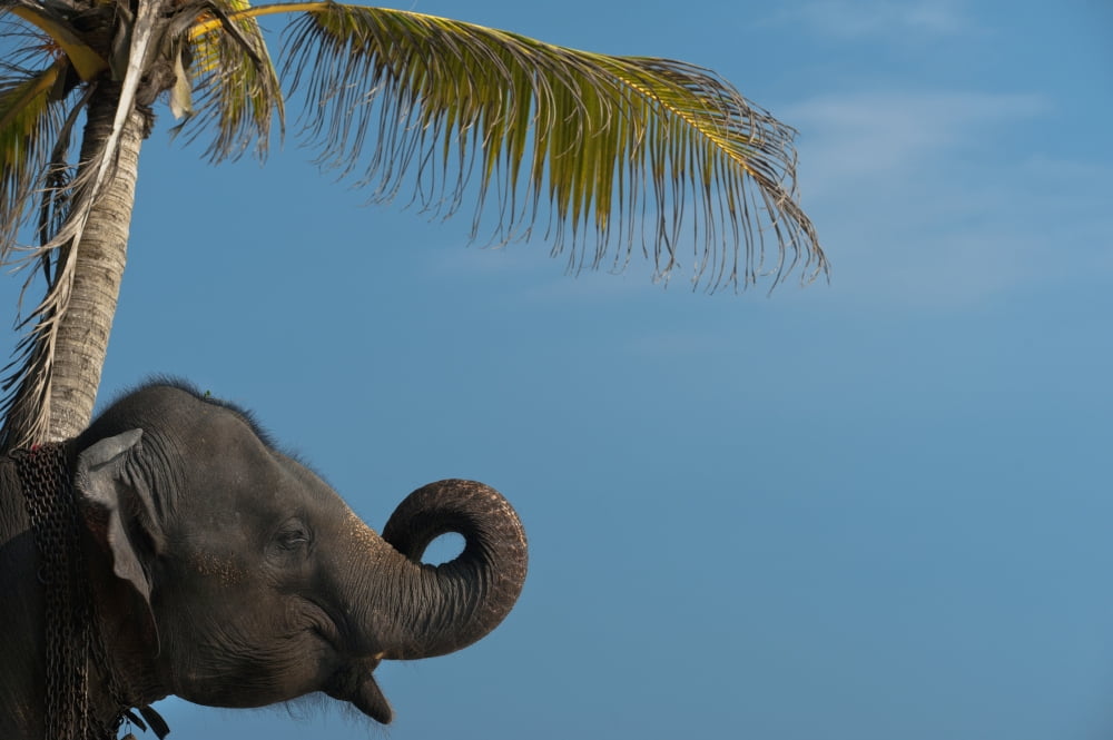 Sri Lanka near Unawatuna Elephant and palm tree Thalpe Canvas Art - Ian Cumming Design Pics (38 x 24)
