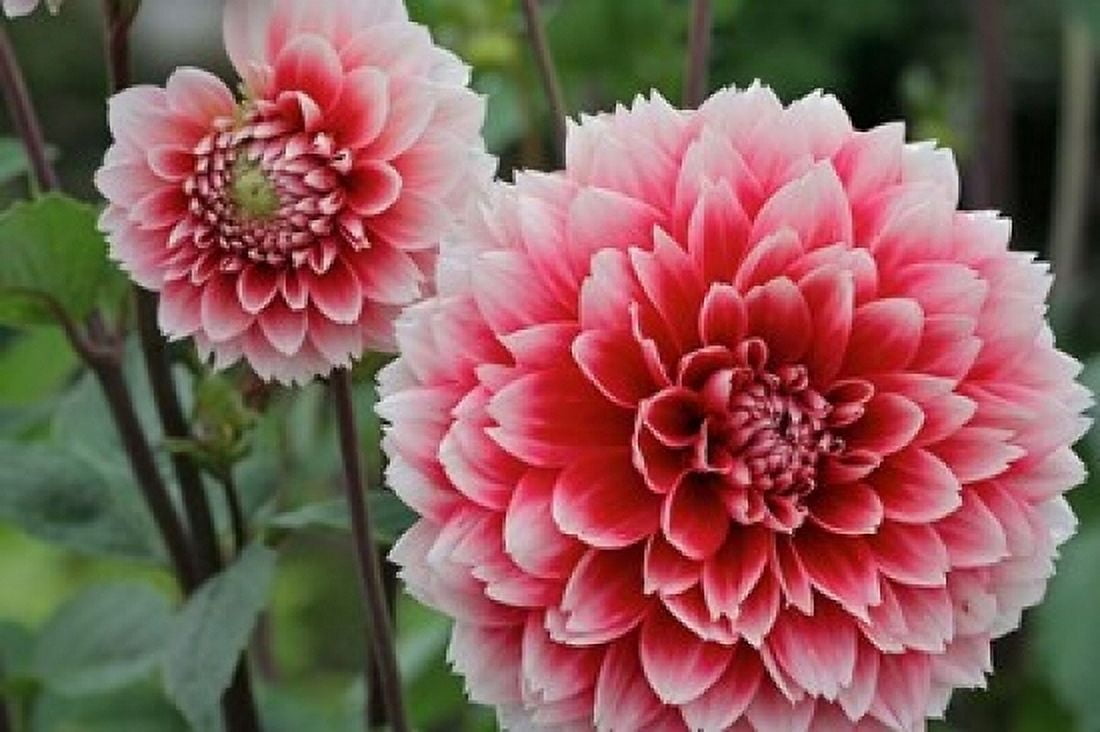 St Andrews Dahlia Flowers Canvas Art - Susan Pease DanitaDelimont (36 x 24)