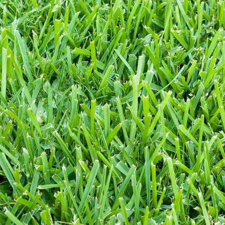 Harmony 3" St. Augustine Grass Plugs Live Plants (36 Count)