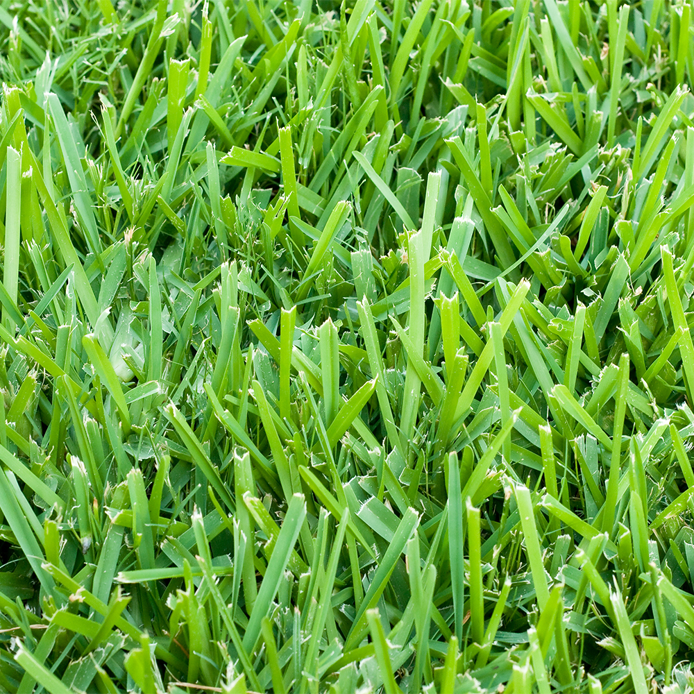 St Augustine 500 Sq Ft Sod Pallet Walmart Business Supplies St Augustine 500 Sq Ft Sod Pallet Walmart Business Supplies