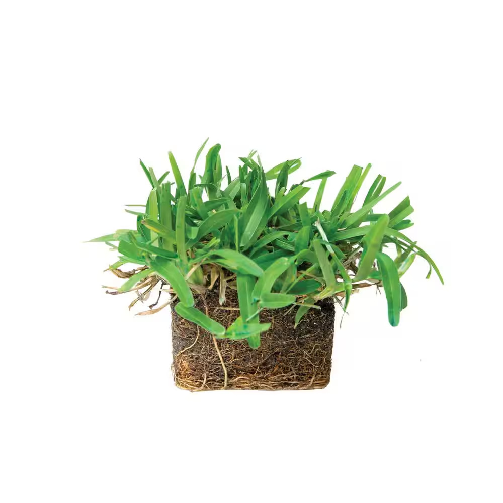St Augustine Seville Grass Plugs (16Count) Natural, Affordable Lawn