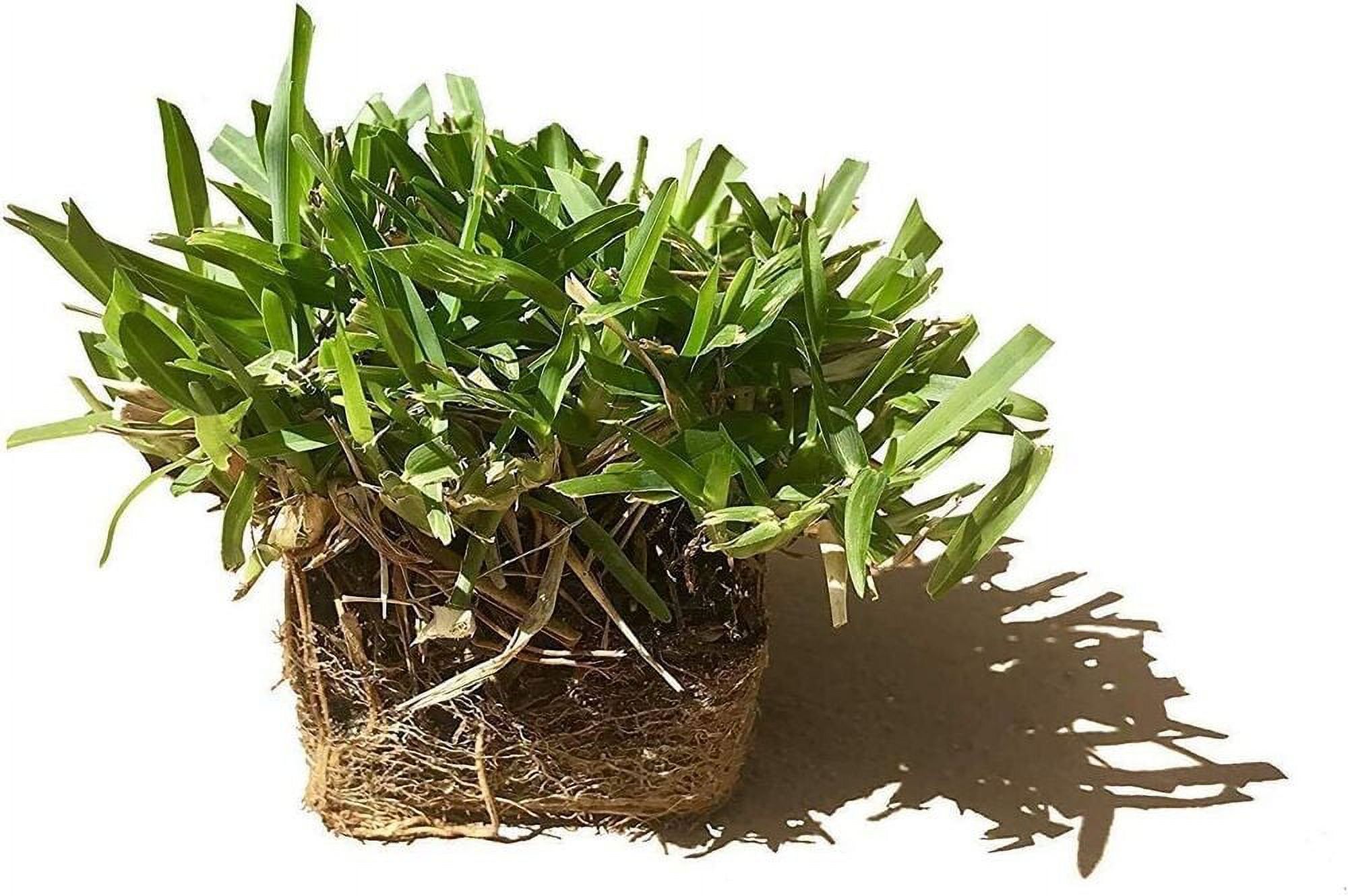St. Augustine Seville Live Sod Plugs Drought Salt Shade Tolerant
