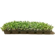 St. Augustine 'Seville' Sod - 54 Live Plugs - Drought, Salt & Shade Tolerant Turf Grass