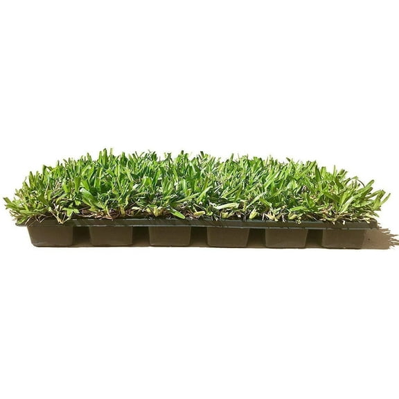 St. Augustine 'Seville' Sod - 9 Live Plugs - Drought, Salt & Shade Tolerant Turf Grass