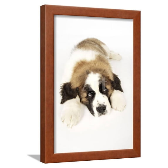 St Bernard Dog 14 Week Old Puppy, Animals Framed Art Print Wall Art Sold by ArtCom