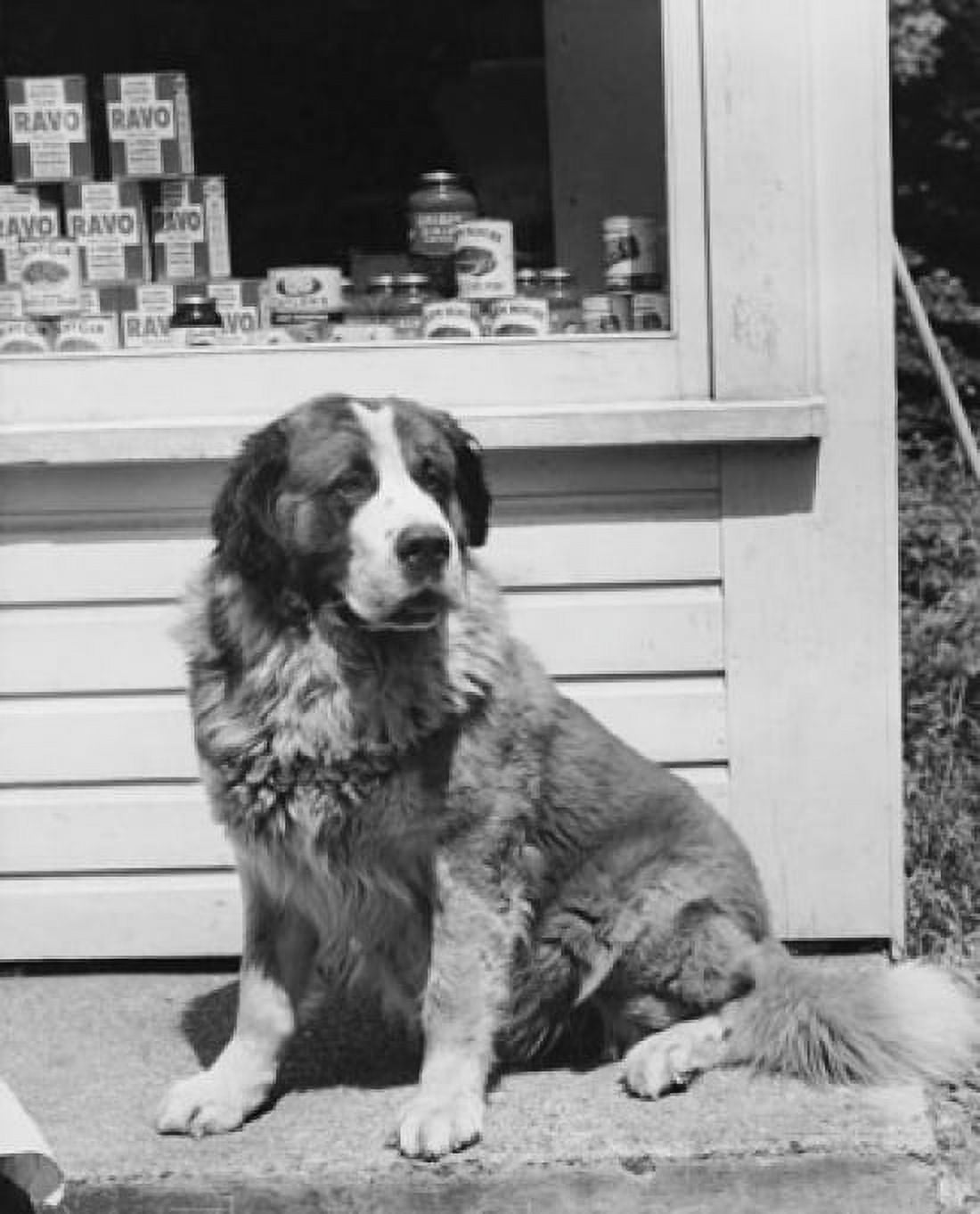 St Bernard sitting outdoors Canvas Art - (24 x 36)