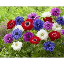 St Brigid Anemone Bulbs for Planting - Easy to Grow Perennial Flower Bulbs - Colorful Spring Flowers (10 Bulbs)
