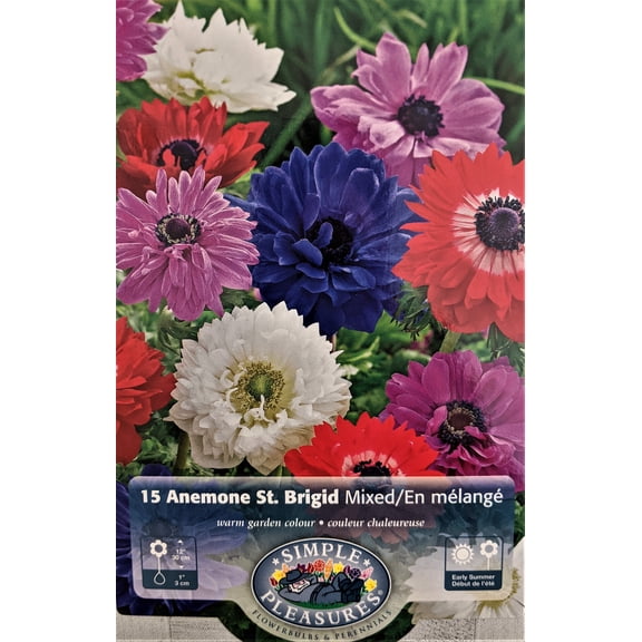 St. Brigid Anemone Windflowers Mixture - 15 Bulbs - 8/+ cm Bulbs