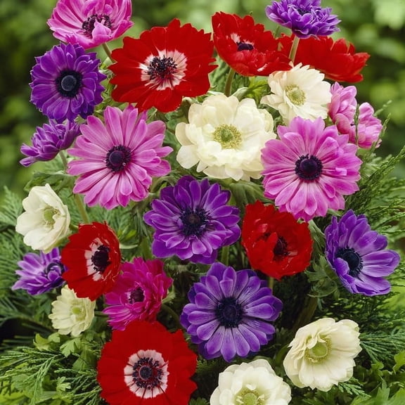 St. Brigid Mix Anemone (Windflower) Flower Bulbs - 25 Bulbs per Pack - Deer Resistant - Good as Cut Flowers - Grows Well In Containers - Naturalizing - Perennializing - Live Plants - Outdoor Garden