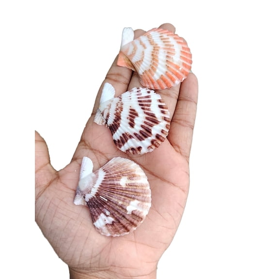 St. John's Exim Volachlamys Tranquedaria Natural Sea Shell (2.2 / 1kg) Craft & Decor Use
