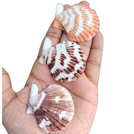 St. John's Exim Volachlamys Tranquedaria Natural Sea Shell (2.2 / 1kg) – Craft & Decor Use