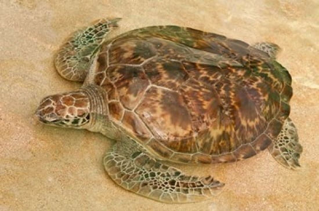 St Vincent Grenadines Old Hegg Turtle Sanctuary Canvas Art - Michael DeFreitas DanitaDelimont (36 x 24)