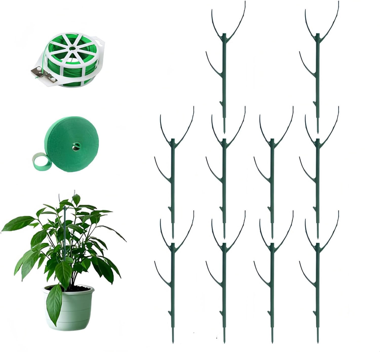 Moss Stick Money Plant