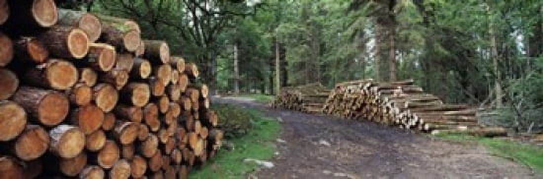 Stacks of logs in forest Burrator Reservoir Dartmoor Devon England Canvas Art - Panoramic Images (18 x 6)