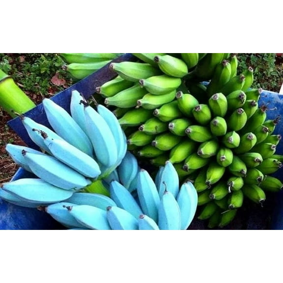 Stacon LLC Blue Java Banana Live Plants in None