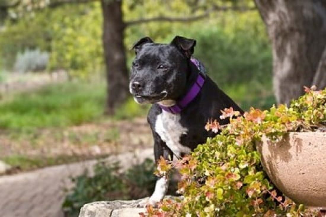 Staffordshire Bull Terrier dog in a garden Canvas Art - Zandria Muench Beraldo DanitaDelimont (36 x 24)