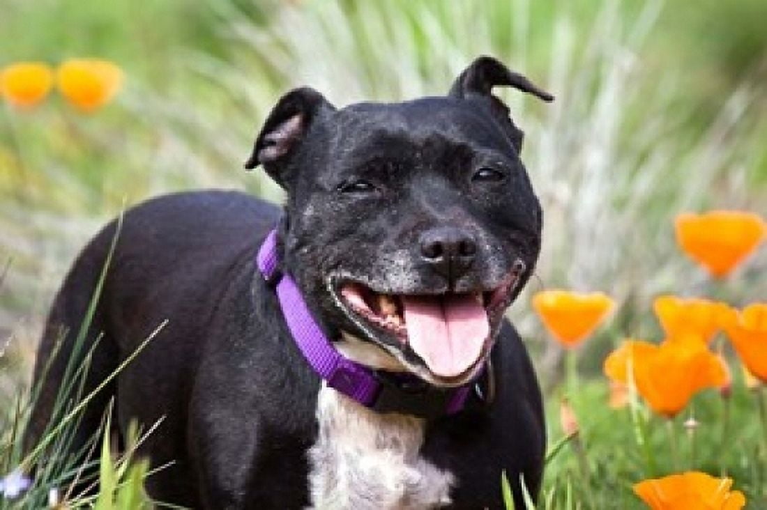 Staffordshire Bull Terrier standing in a field of wild Poppy flowers Canvas Art - Zandria Muench Beraldo DanitaDelimont (36 x 24)