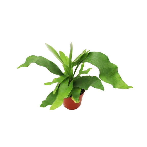 Staghorn Fern - 4'' from California Tropicals