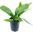 thumbnail image 1 of Staghorn Fern - Live Plant in a 4 Inch Pot - Platycerium Bifurcatum - Extremely Rare and Exotic Ferns from Florida, 1 of 6
