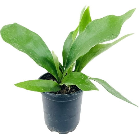 Staghorn Fern - Live Plant in a 4 Inch Pot - Platycerium Bifurcatum - Extremely Rare and Exotic Ferns from Florida